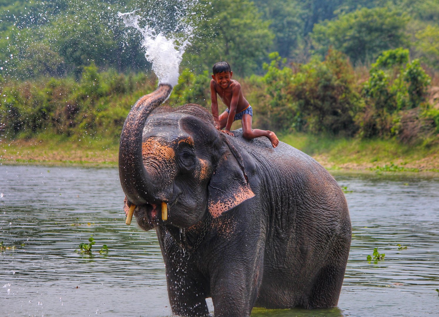 kid enjoying elephant ride in Chitwan National Park
