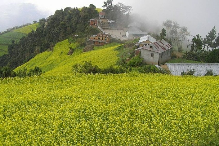 Mustard field in Dalchoki
