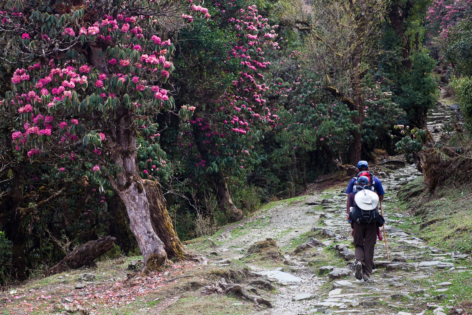 Rhododendron Blossom beside hiking trail