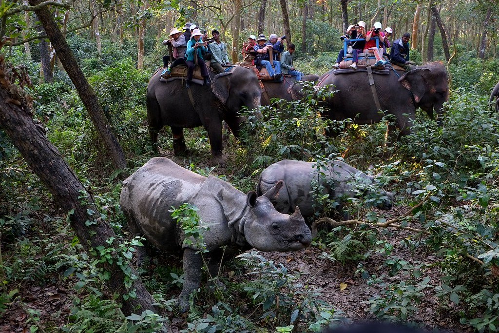 One Horned Rhino at Chitwan National Park