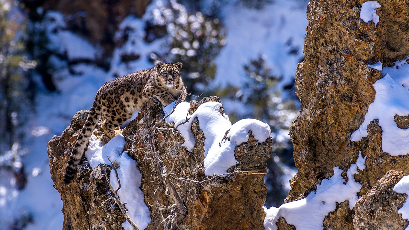 snow leopard in nepal