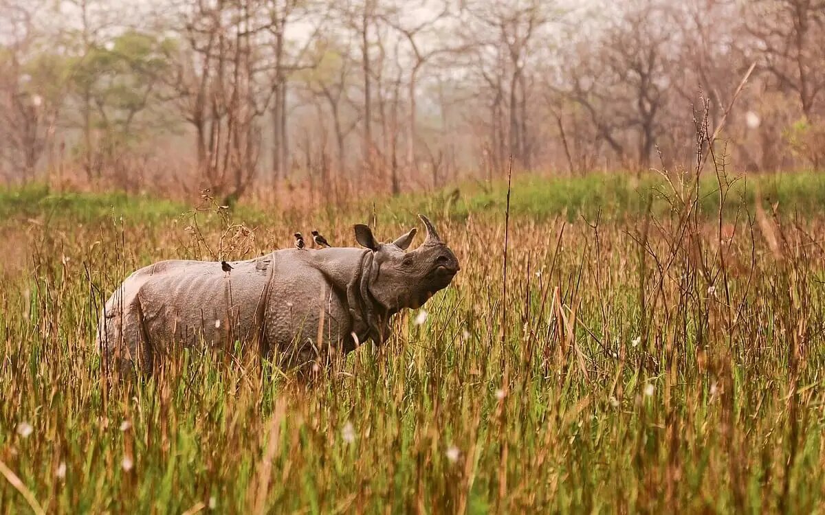 One Horned Rhino at Bardiya National Park