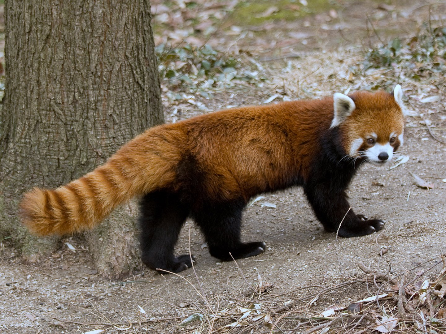 red panda in the forest of Nepal