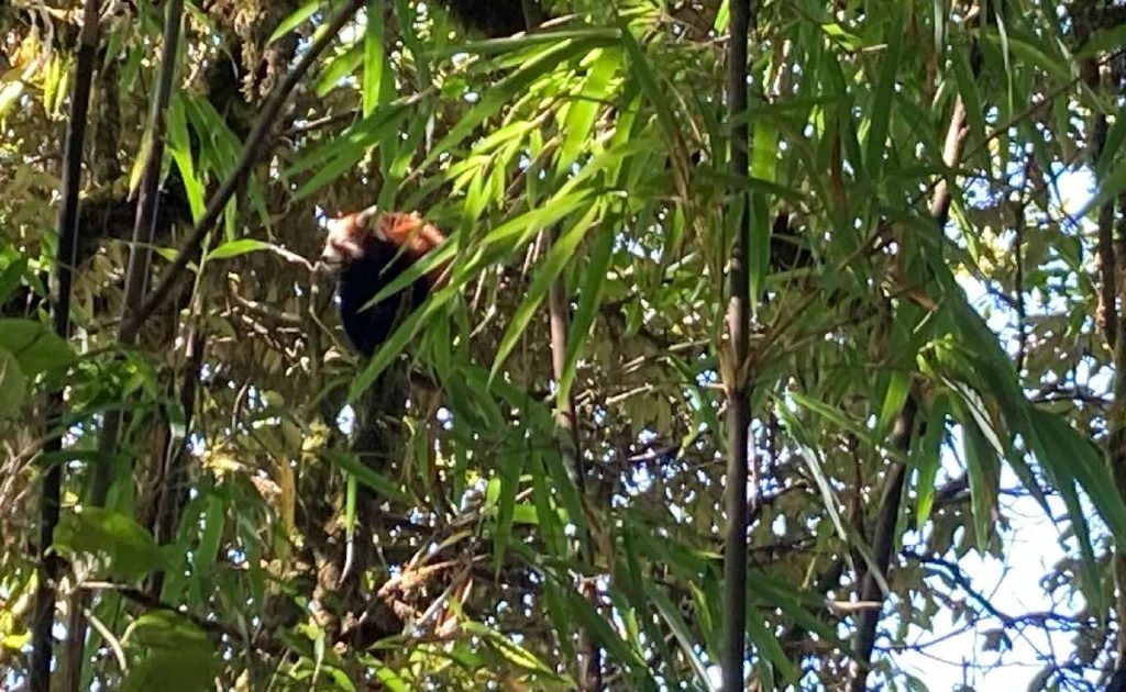 Red Panda spotted in Dobate, Nepal