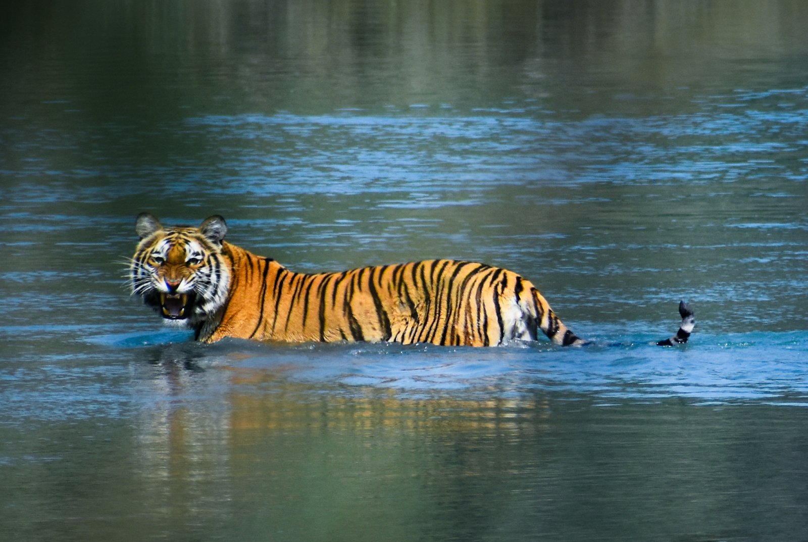 Bengal Tiget at Bardiya National Park