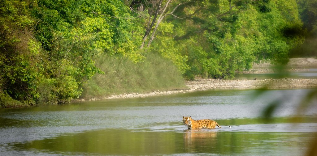 Bengal Tiger in Karnali River