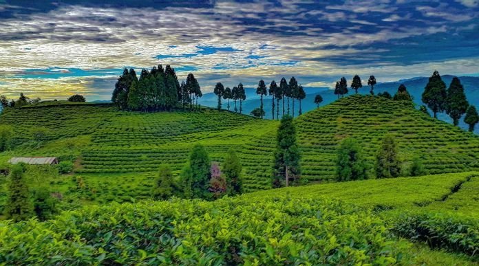 Kanyam Tea Garden Ilam: What to See, Do & How to Get There (2026)