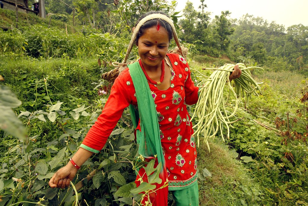 nepali women in farm