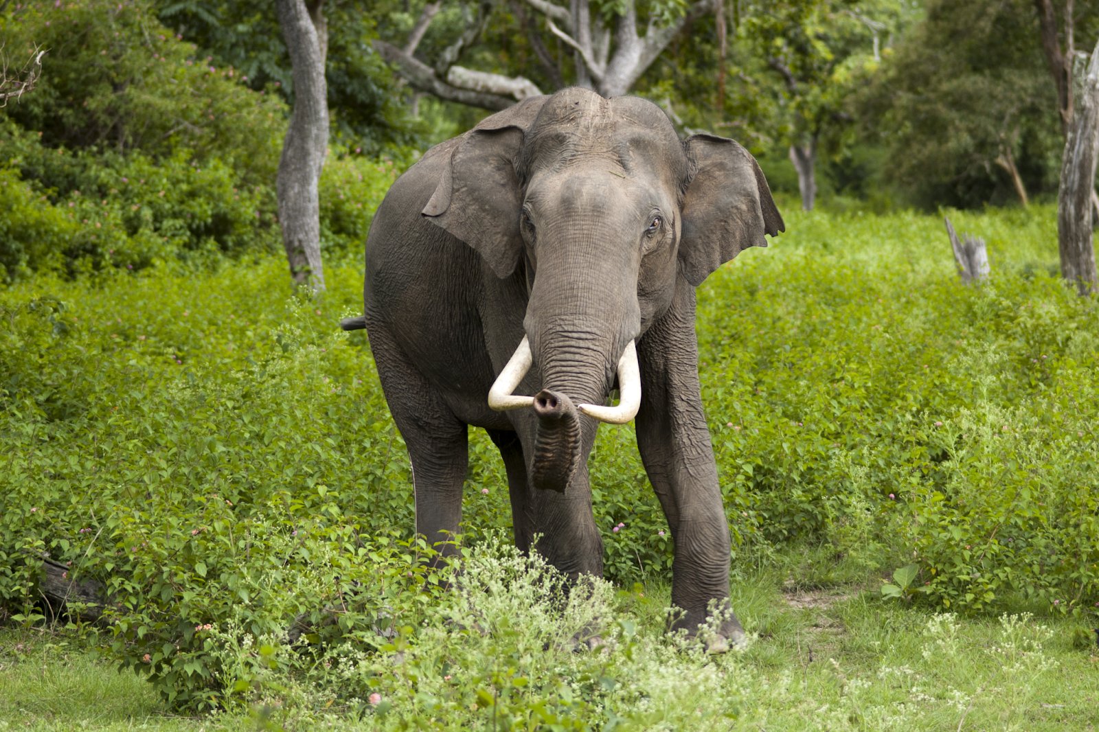 Wild Elephant at Bardiya National Park