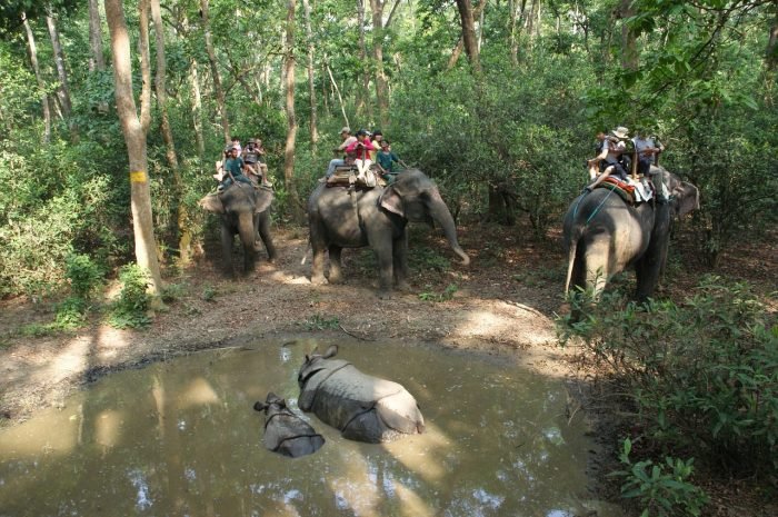 Elephant ride and rhino in Chitwan National Park