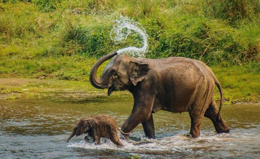 Elephant with a baby elephant at Chitwan National Park