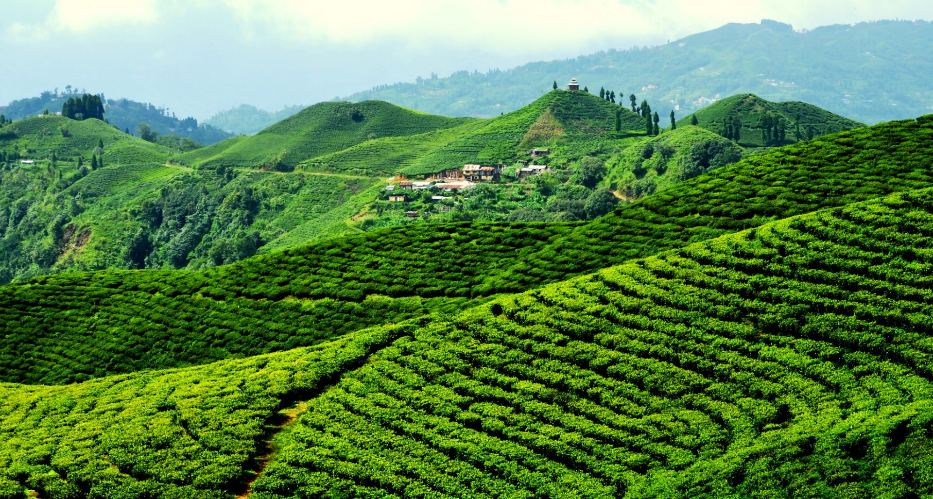 Illam Tea Garden