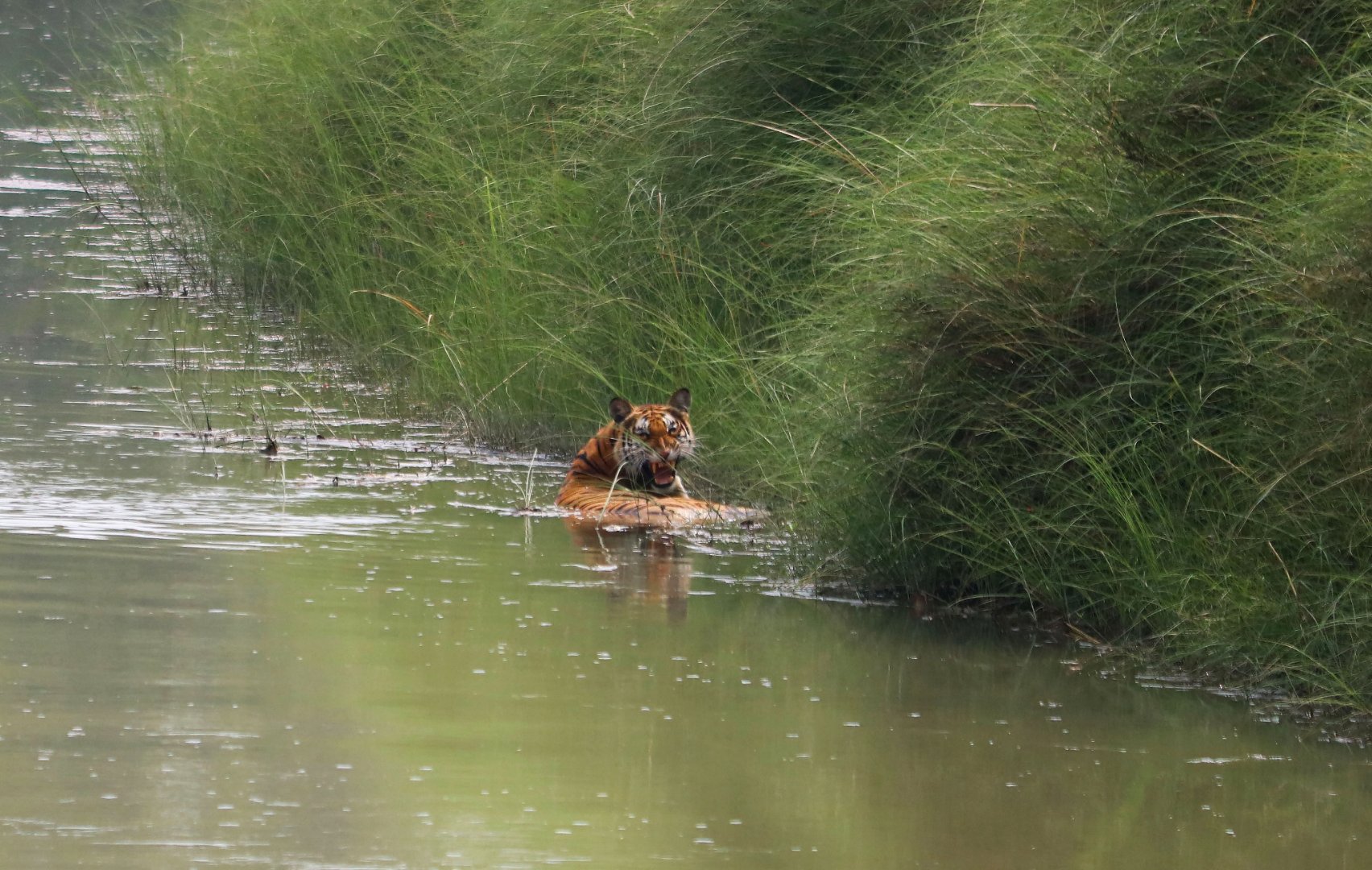Tiger Spotted at Bardia National Park
