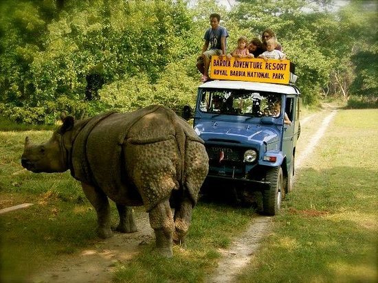 One-horned rhino at Bardiya National Park