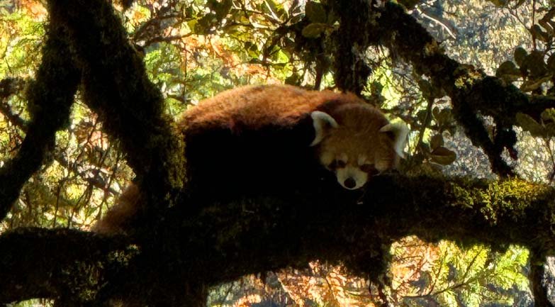 red panda resting in branch in nepal forests