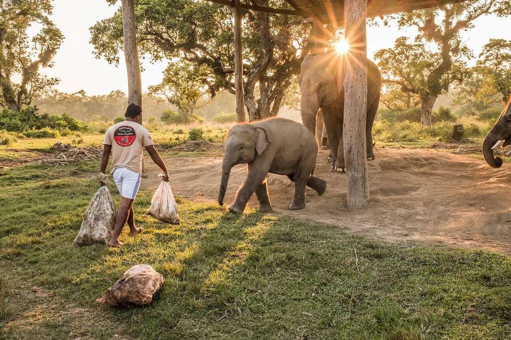 Elephant at Chitwan National Park 