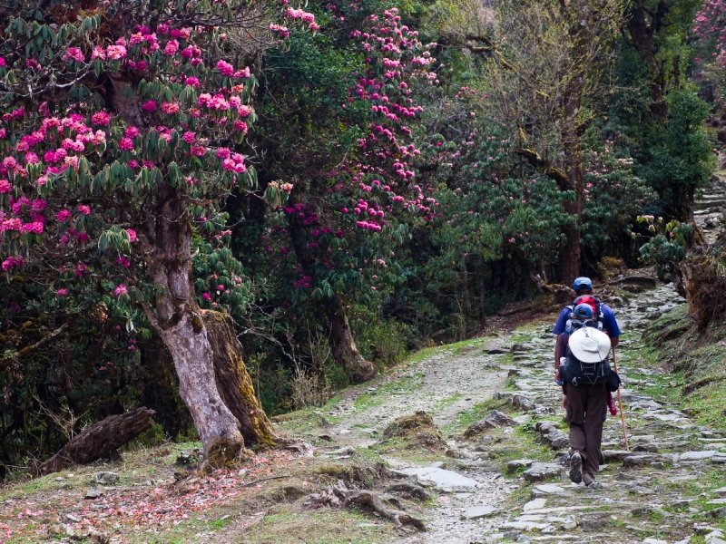 Rhodendrons forest in Ghandruk Trek