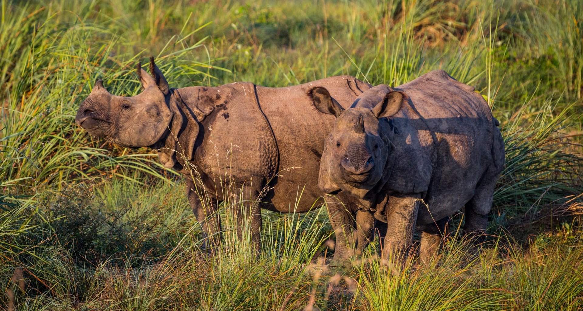 One Horned Rhino in Chitwan National Park