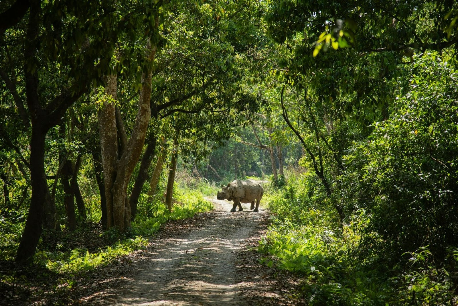 Rhino at Chitwan National Park