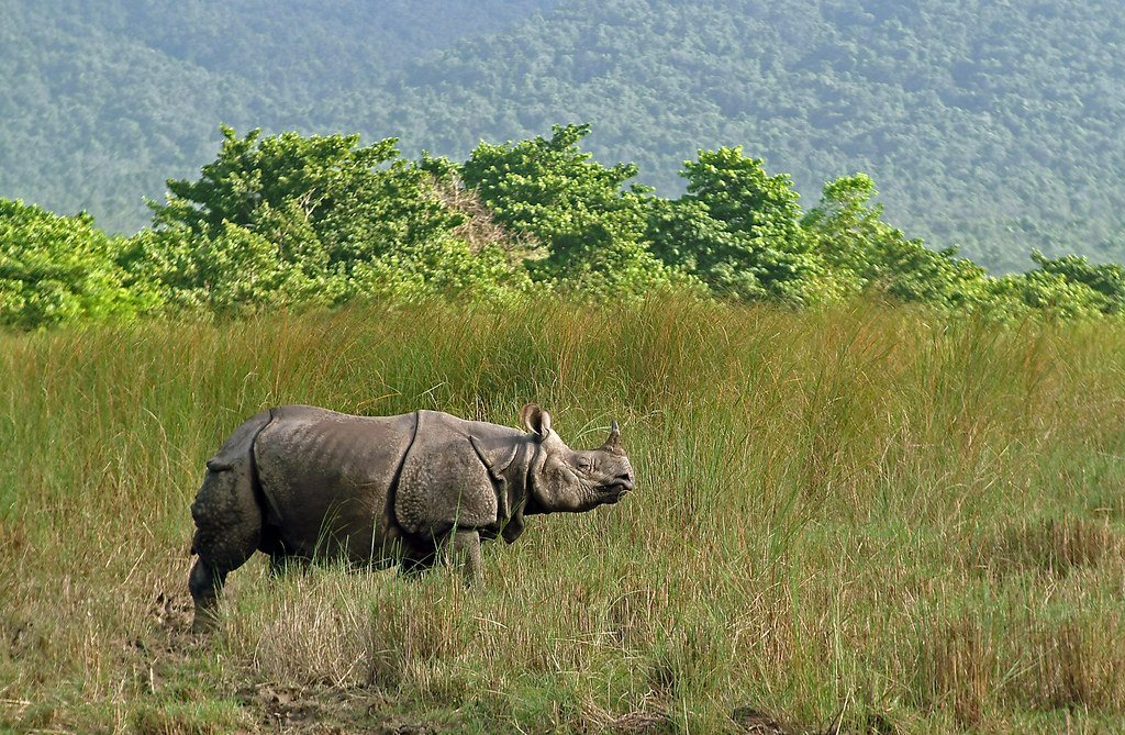 Chitwan Safari Cost in 2026: What You Actually Pay, Broken Down