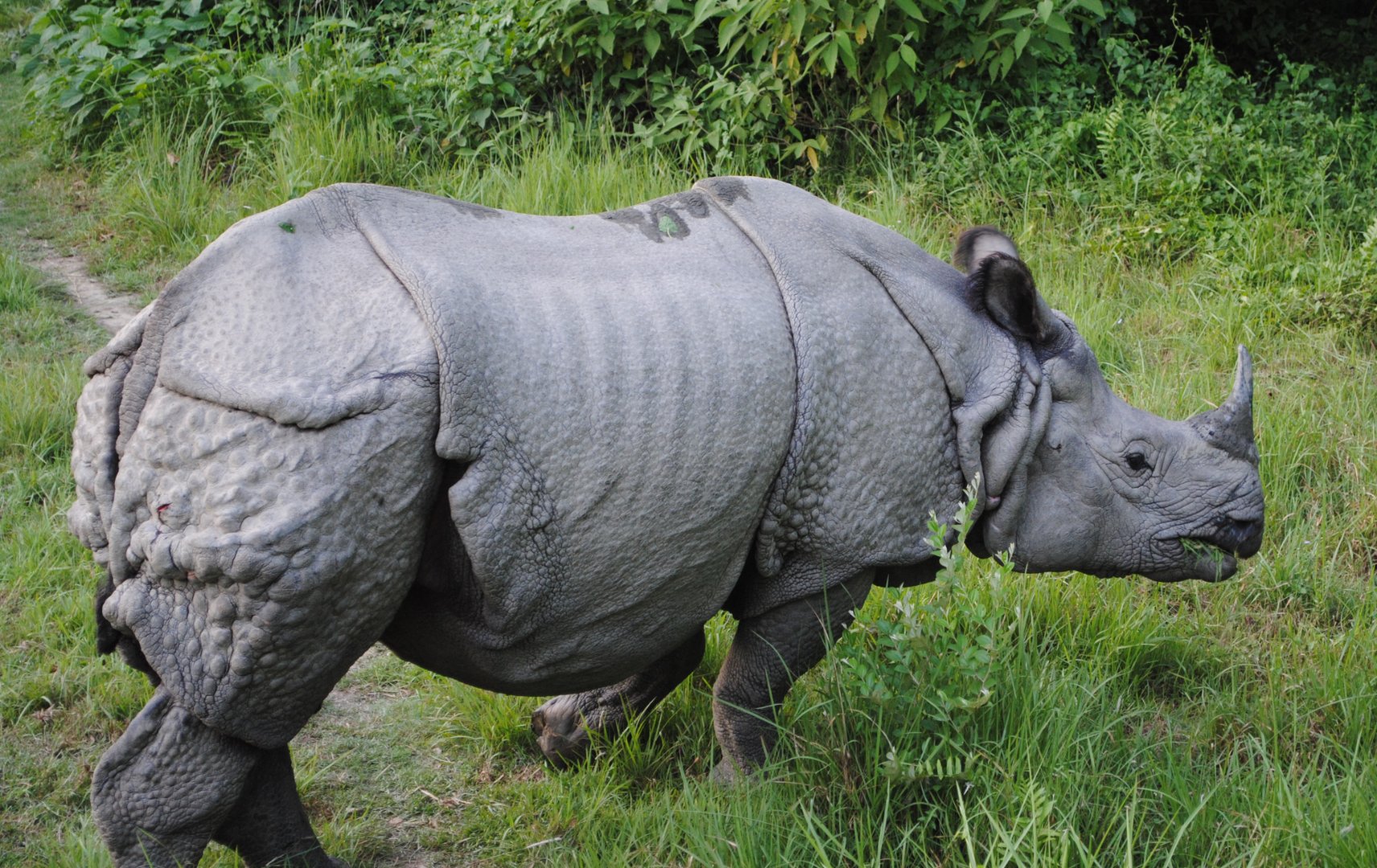 One Horned Rhino at Bardiya National Park