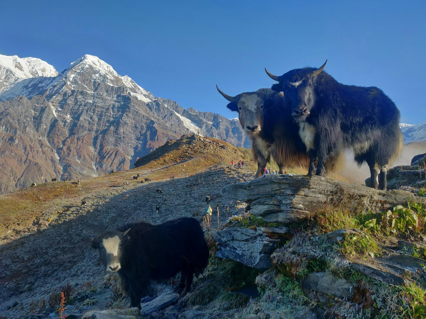 Mustang Homestay Guide: Jomsom, Kagbeni & Marpha (2026)