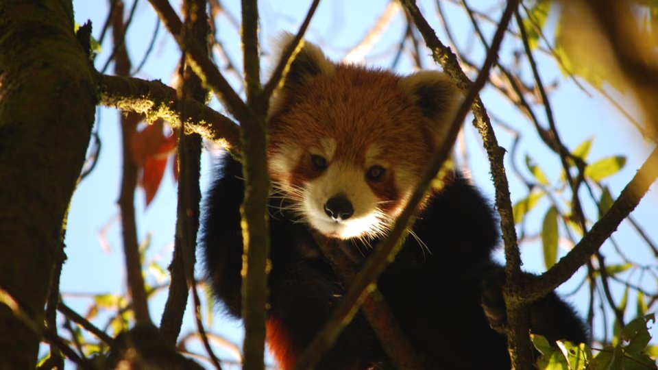 red panda resting in branch