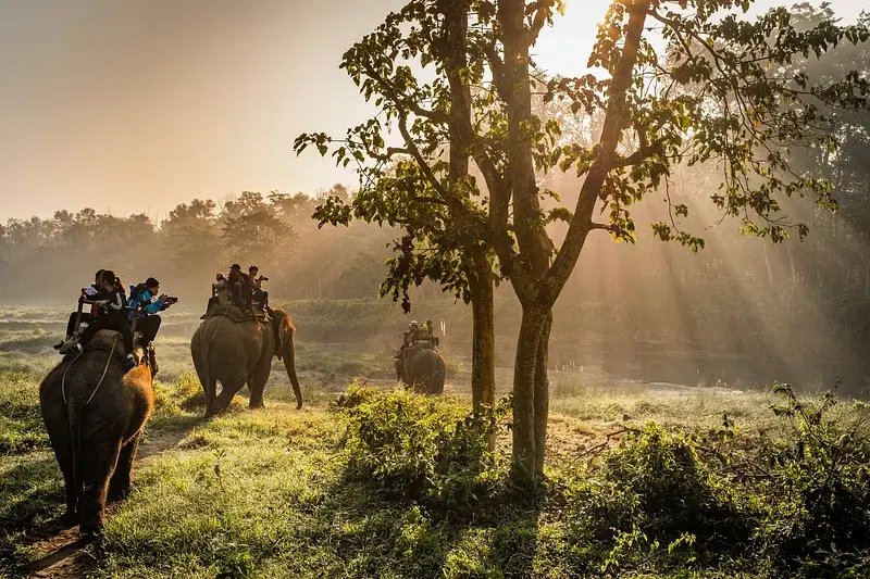 elephants at Chitwan National Park