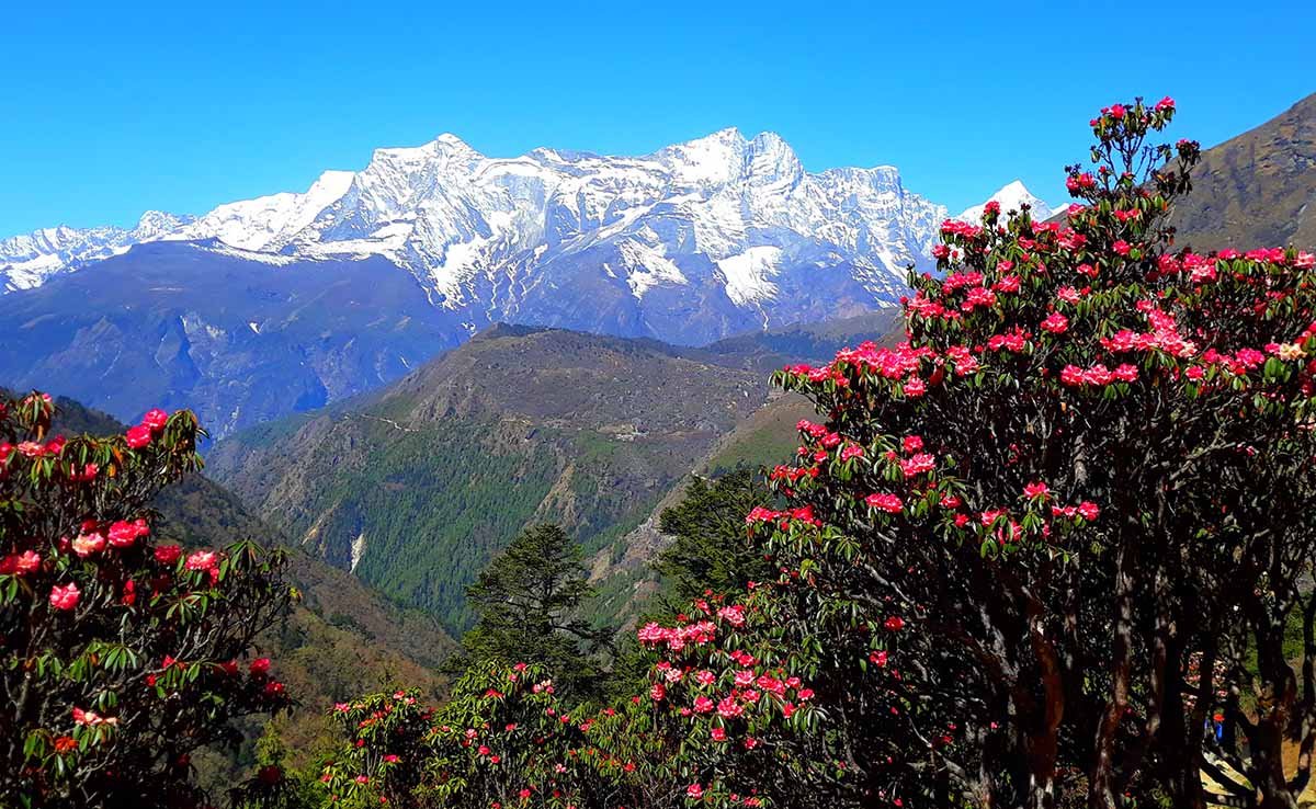 Rhododendron forest with Mt. Machhapuchre at back