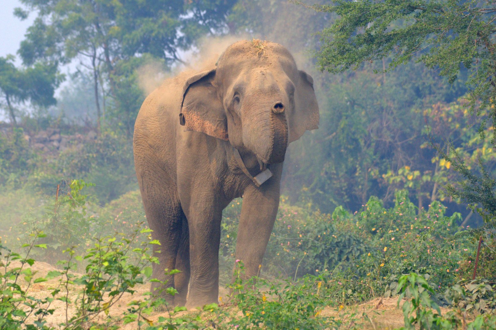 elephant at koshi tappu wildlife reserve
