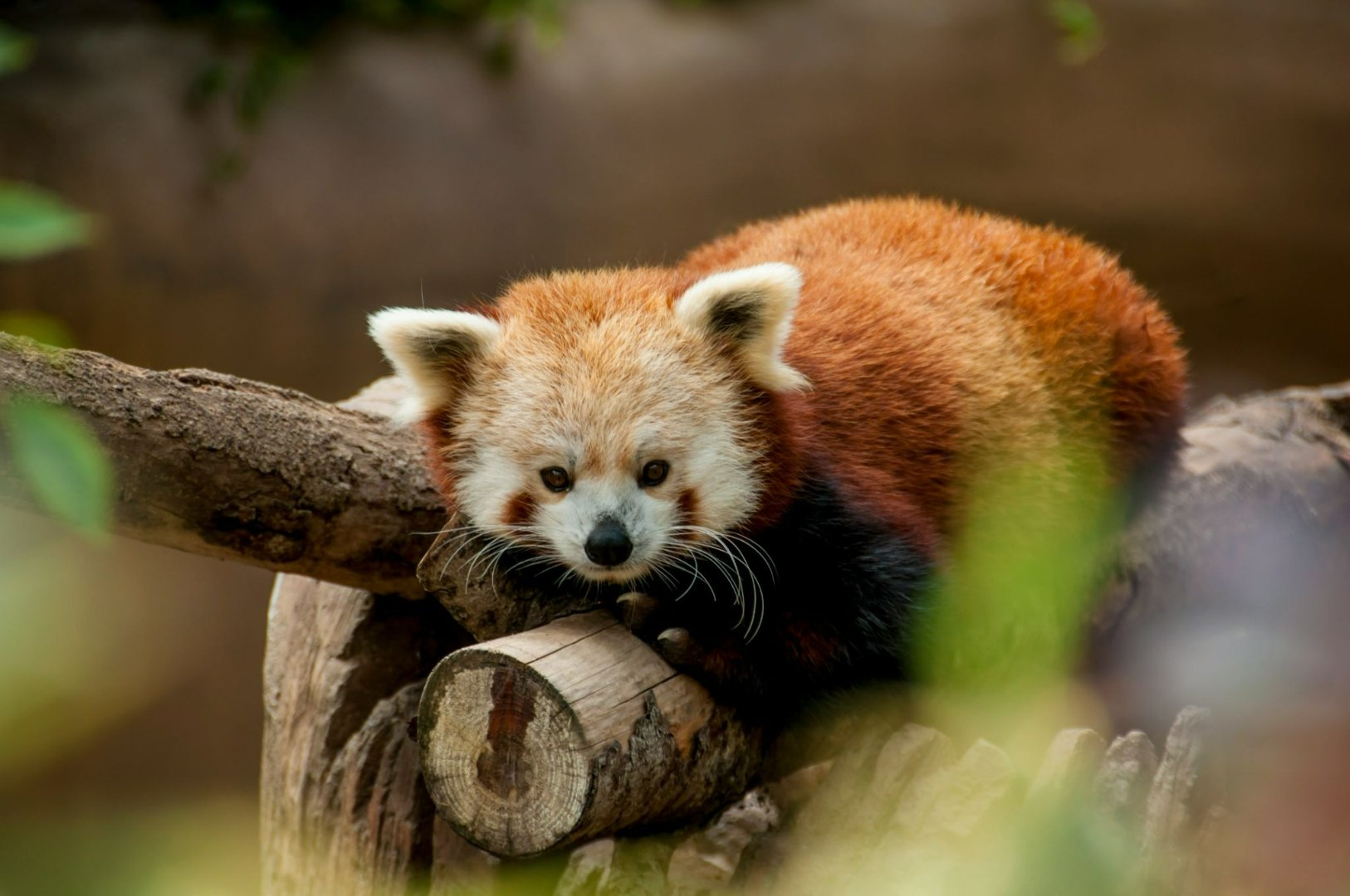 Red Panda resting in tree