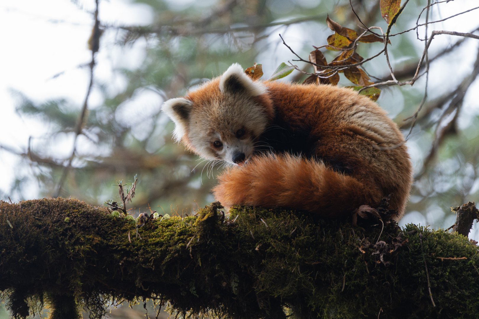 Red Panda sitting in a tree