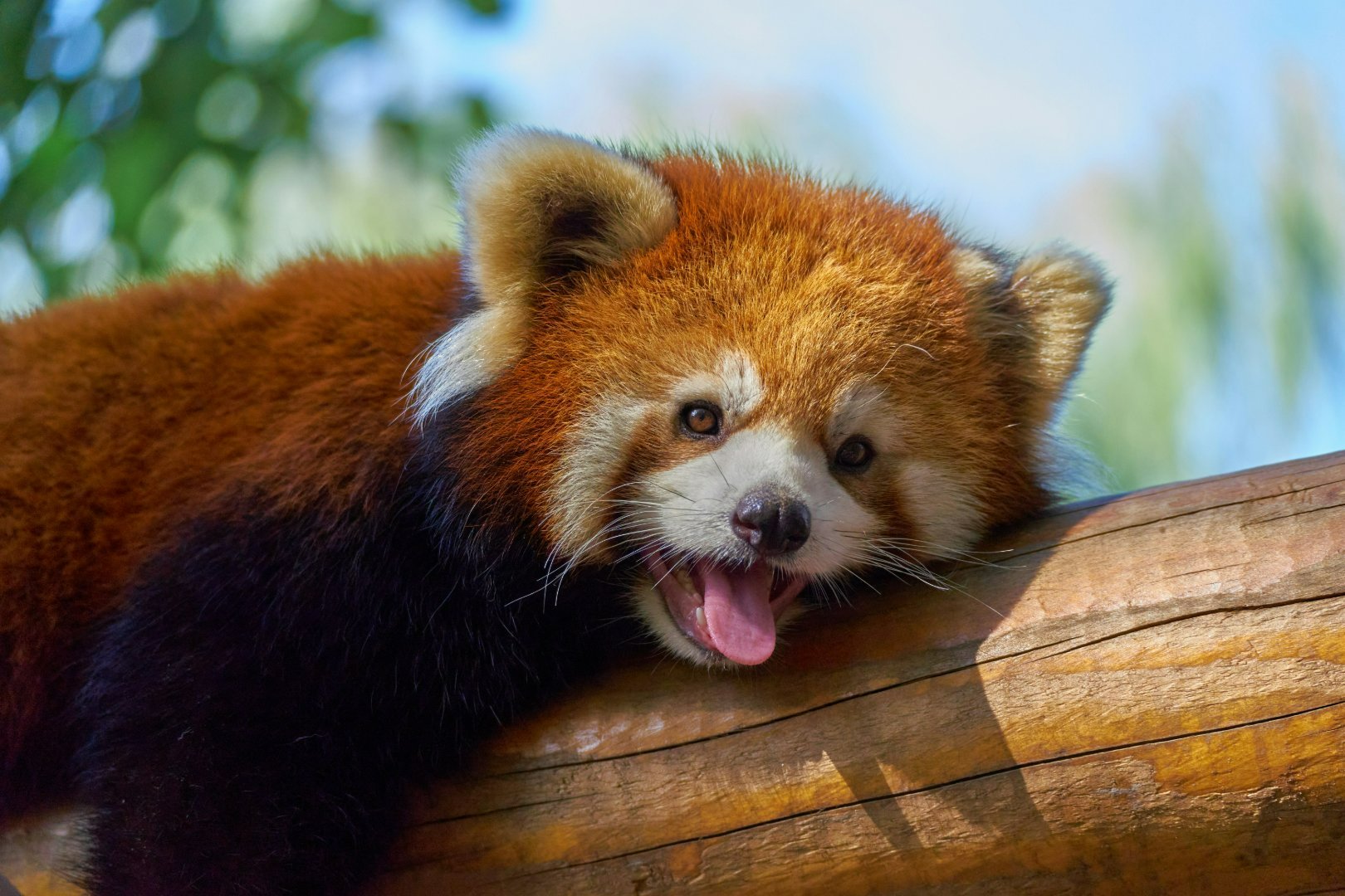 Red Panda in Nepal: Best Places, Trails, Homestays and Festival