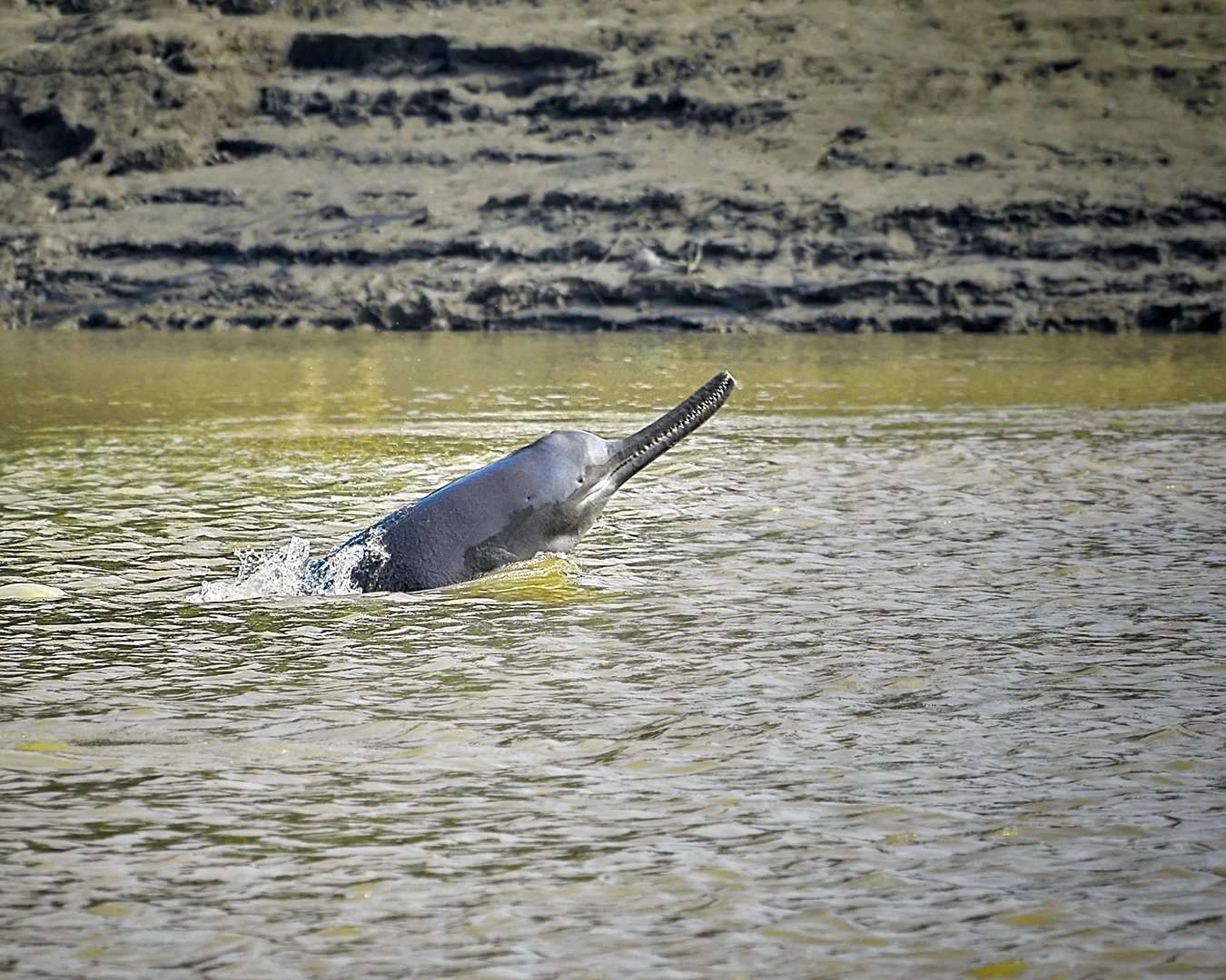 Gangeti Dolphin at Karnali River
