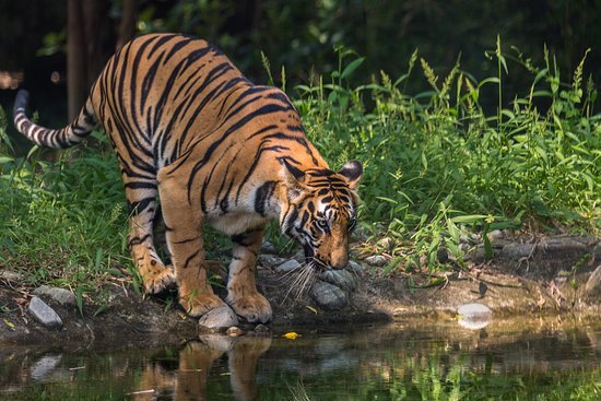 Bengal Tiger at Chitwan National Park