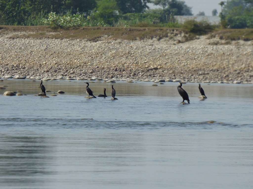 Cormorants along Karnali River
