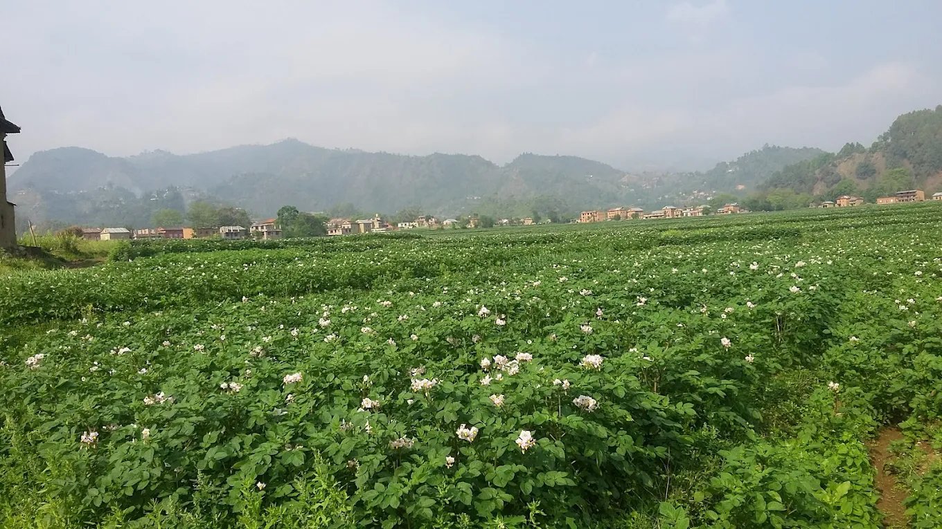 farming at bibhuti homestay