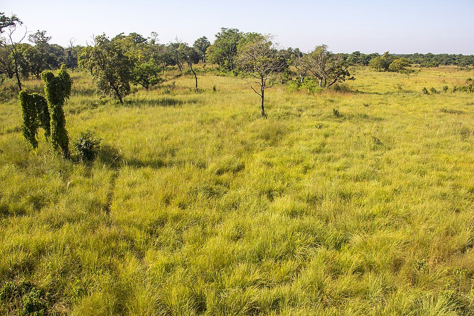 green plain land at Bardiya National Park