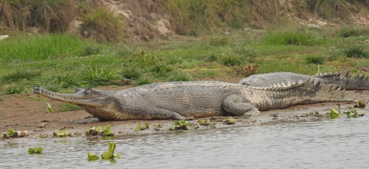 Gharial at Chitwan National Park