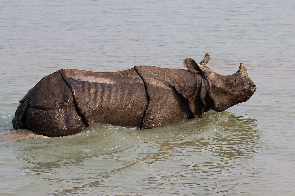 One-horned rhino at Bardiya National Park