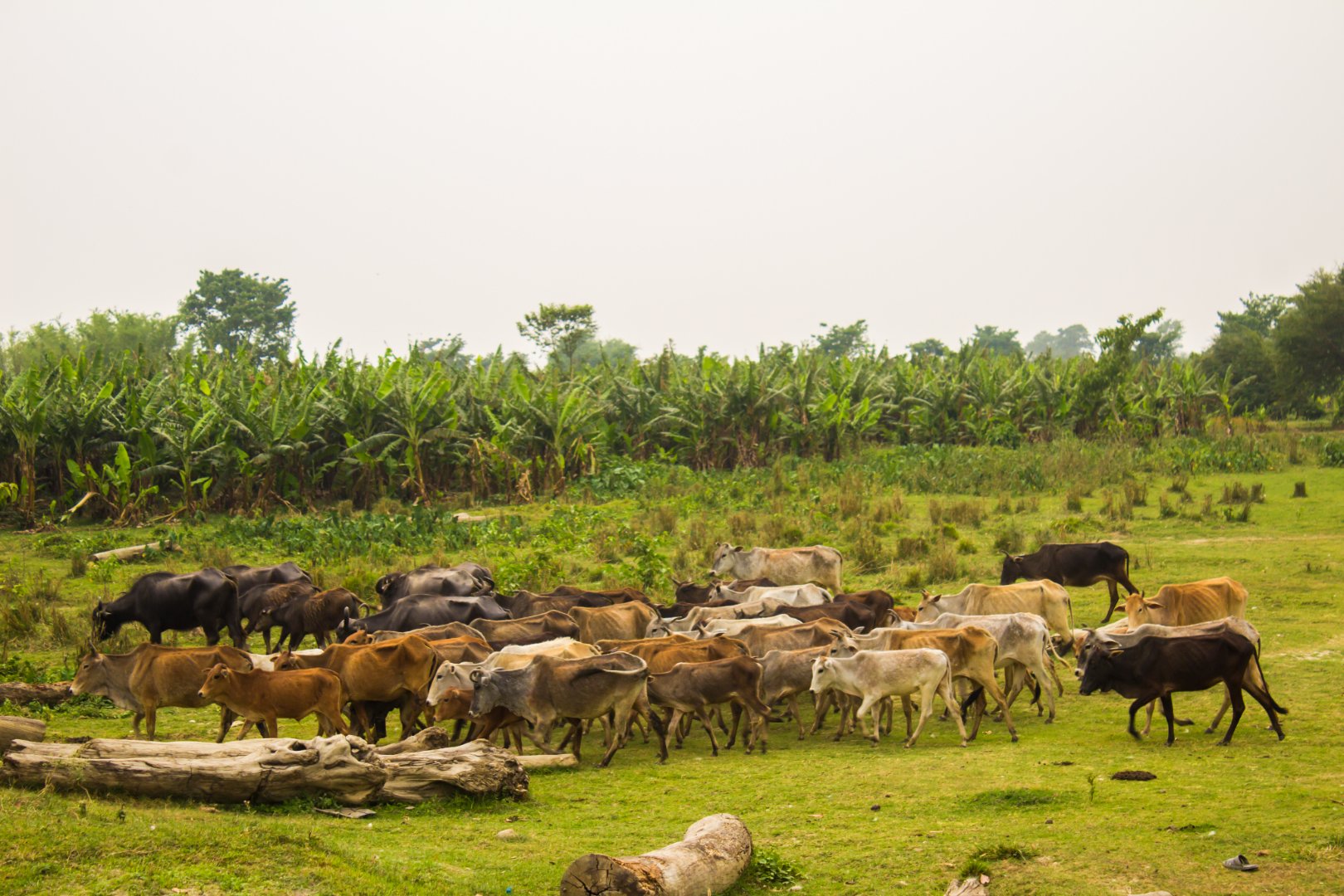 Buffaloes at Koshi Tappu Wildlife Reserve